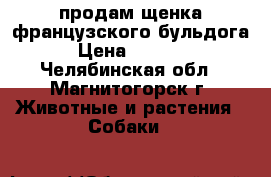 продам щенка французского бульдога › Цена ­ 8 000 - Челябинская обл., Магнитогорск г. Животные и растения » Собаки   